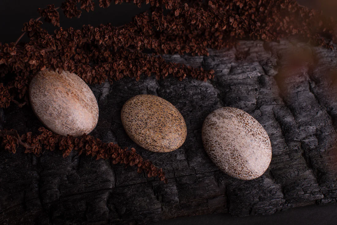 DinosaurboneXXL Dinosaur bone XXL - Image 1