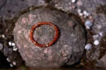 Carnelian bracelet – 6mm