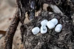 Howlite - Image 2